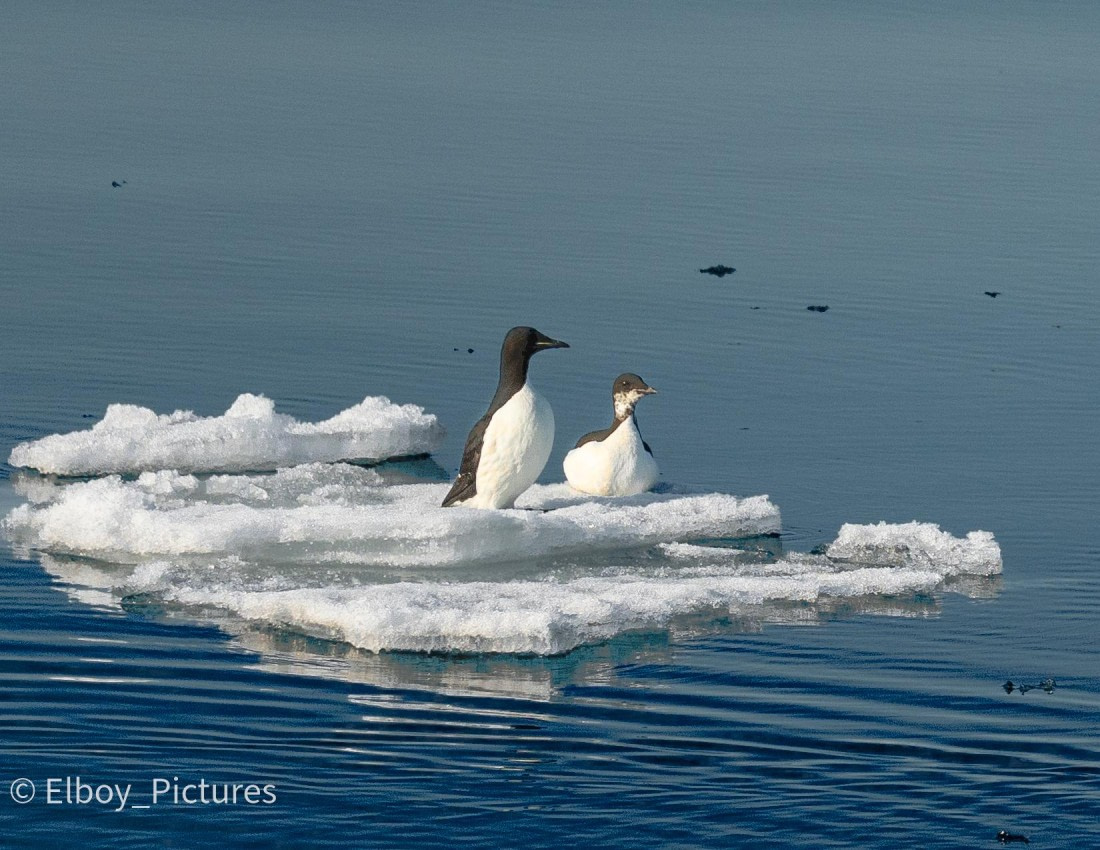 Birds on ice sheet