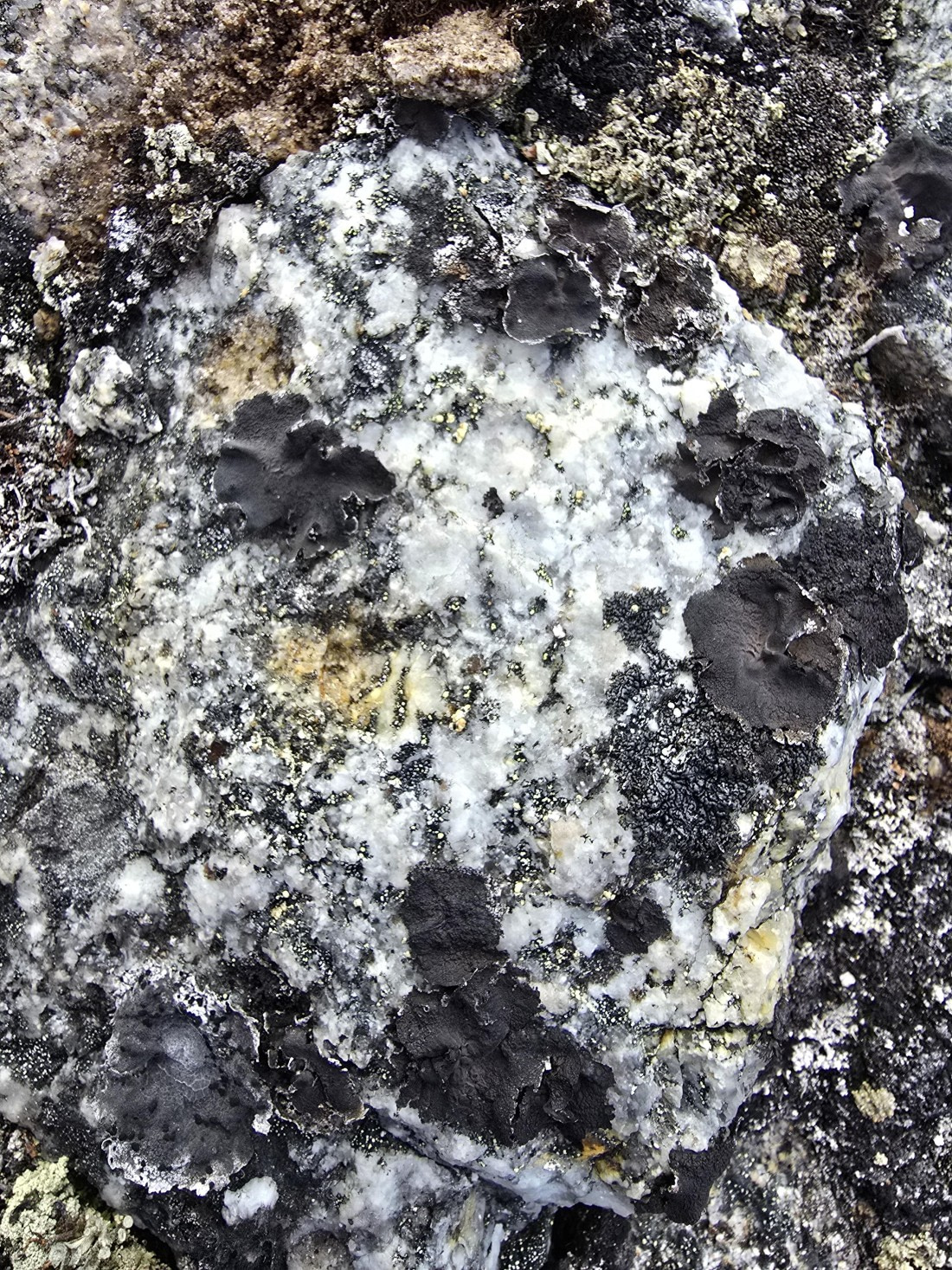 nature is incredible with a close up