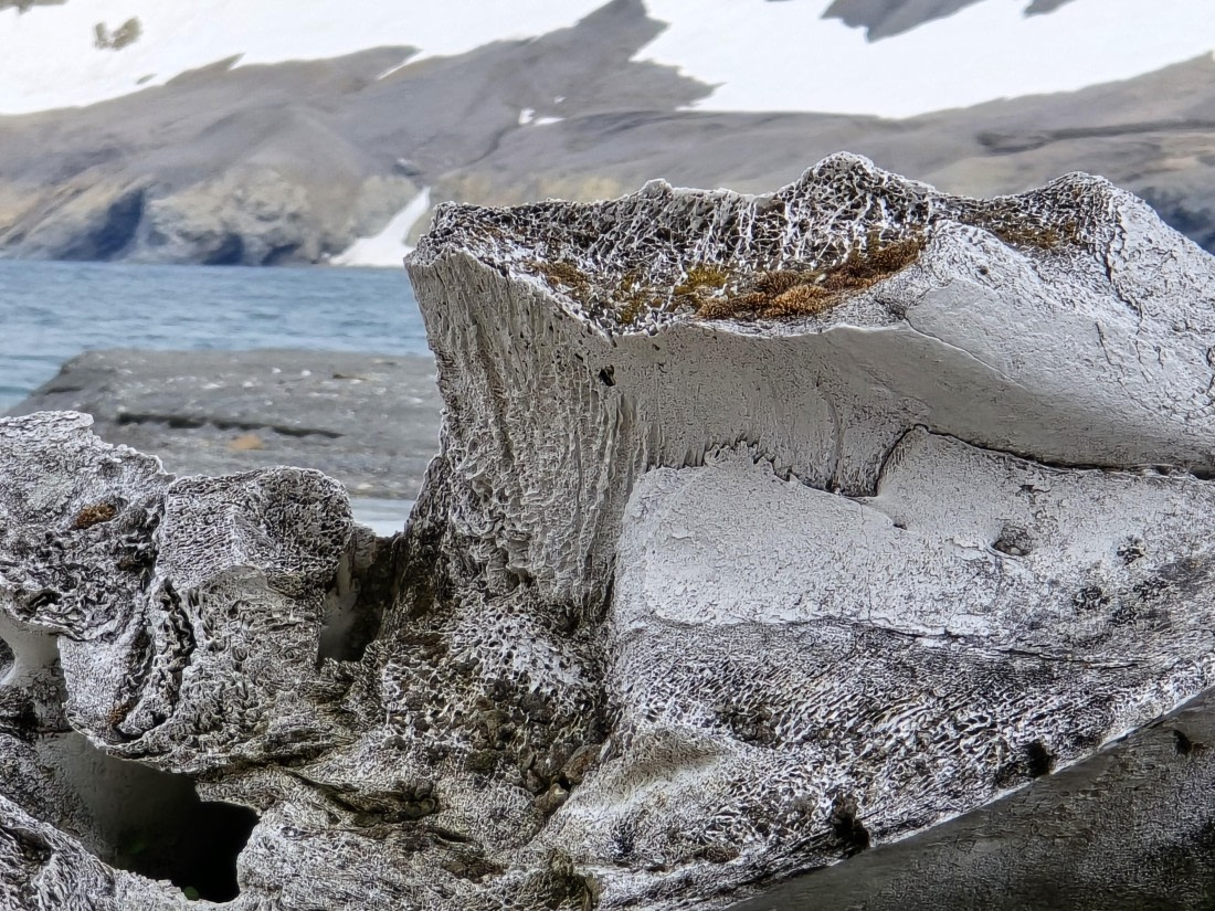 when life resumes... remains of right whales