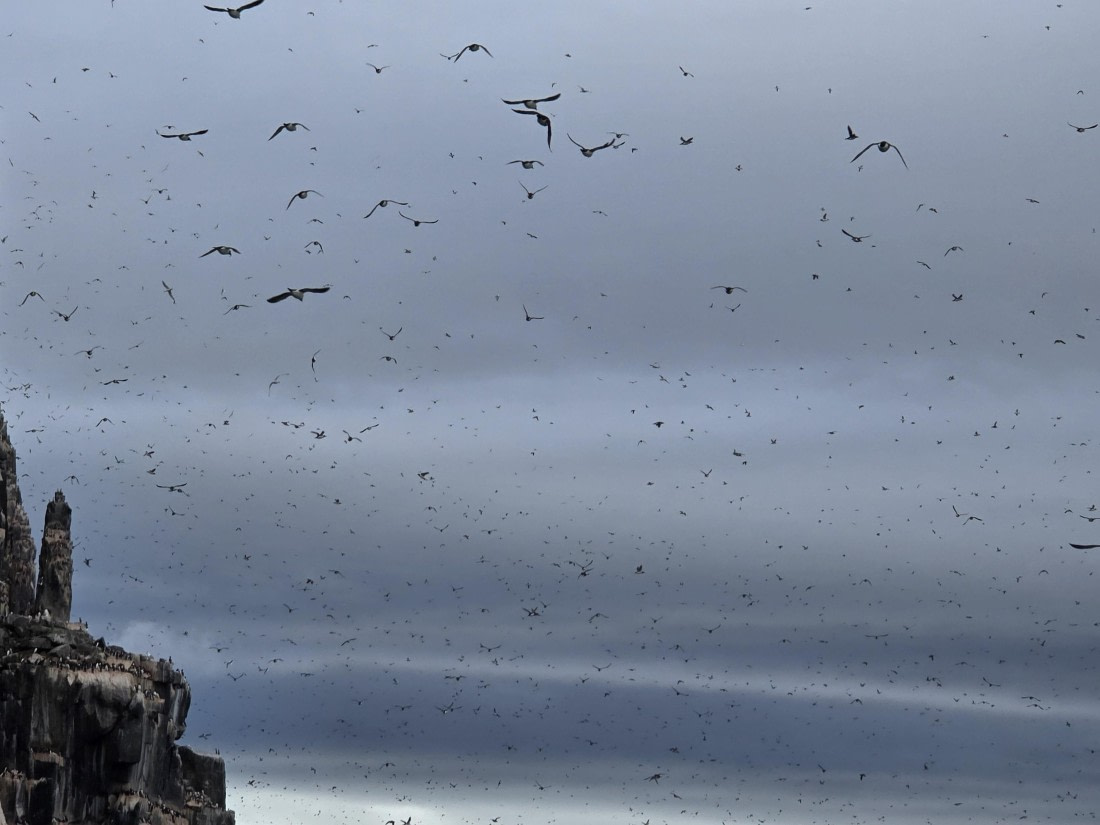 remake of 'The Birds'