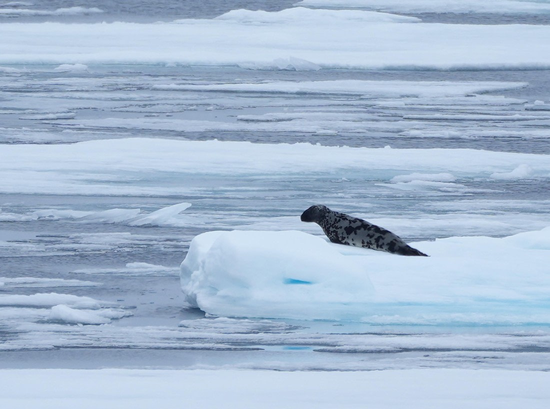 OTL09-25, Day 4, Hooded Seal 02-Aug-2025 © Unknown photographer - Oceanwide Expeditions.JPG