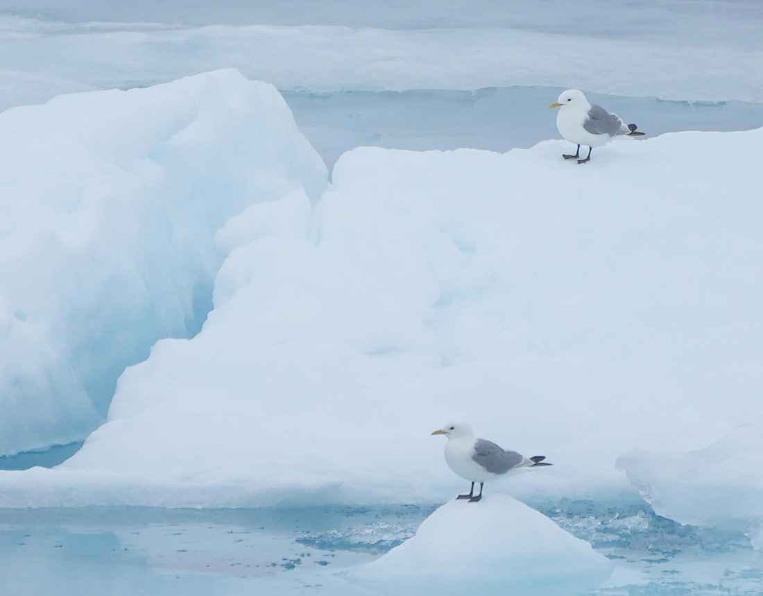 OTL09-25, Day 4, Kittiwakes 02-Aug-2025 © Unknown photographer - Oceanwide Expeditions.JPG