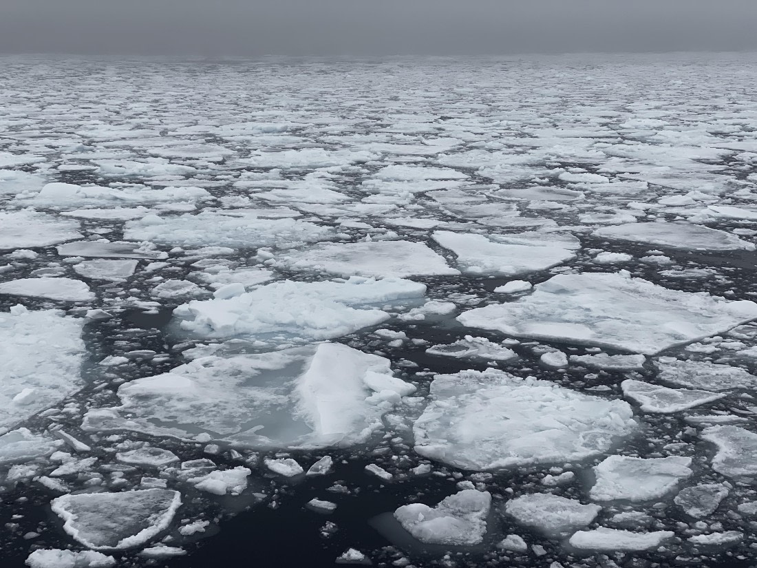 OTL09-25, Day 4, Pack Ice2 02-Aug-2025 © Unknown photographer - Oceanwide Expeditions.JPG