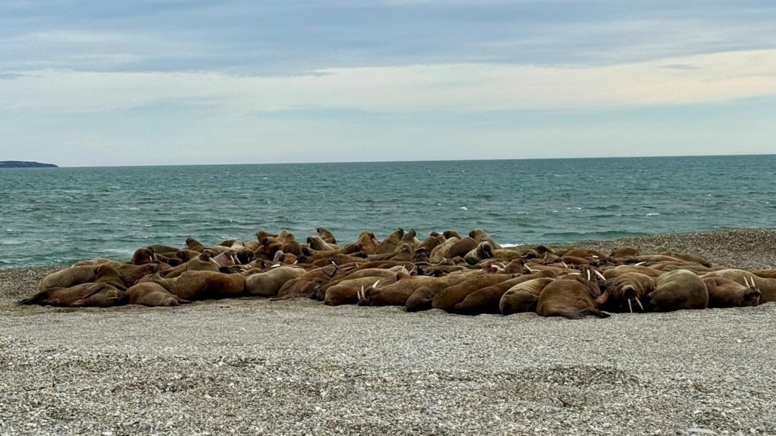 OTL09-25, Day 5, Picture6 © Unknown photographer - Oceanwide Expeditions.jpg