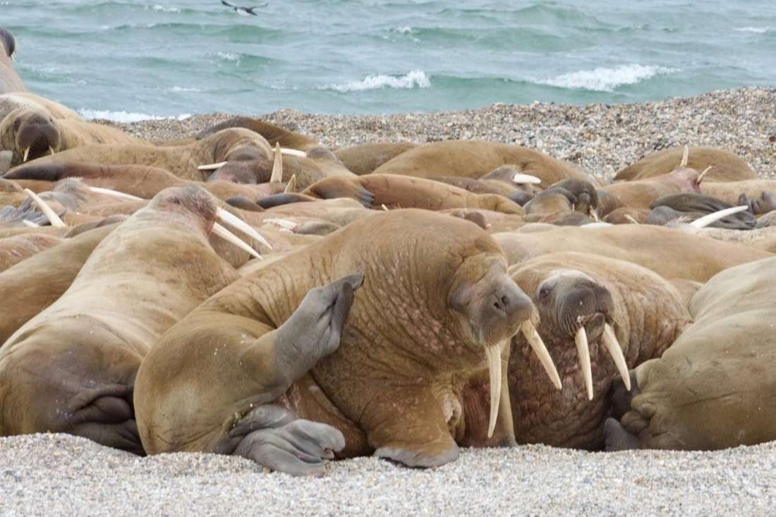 OTL09-25, Day 5, Picture7 © Unknown photographer - Oceanwide Expeditions.jpg