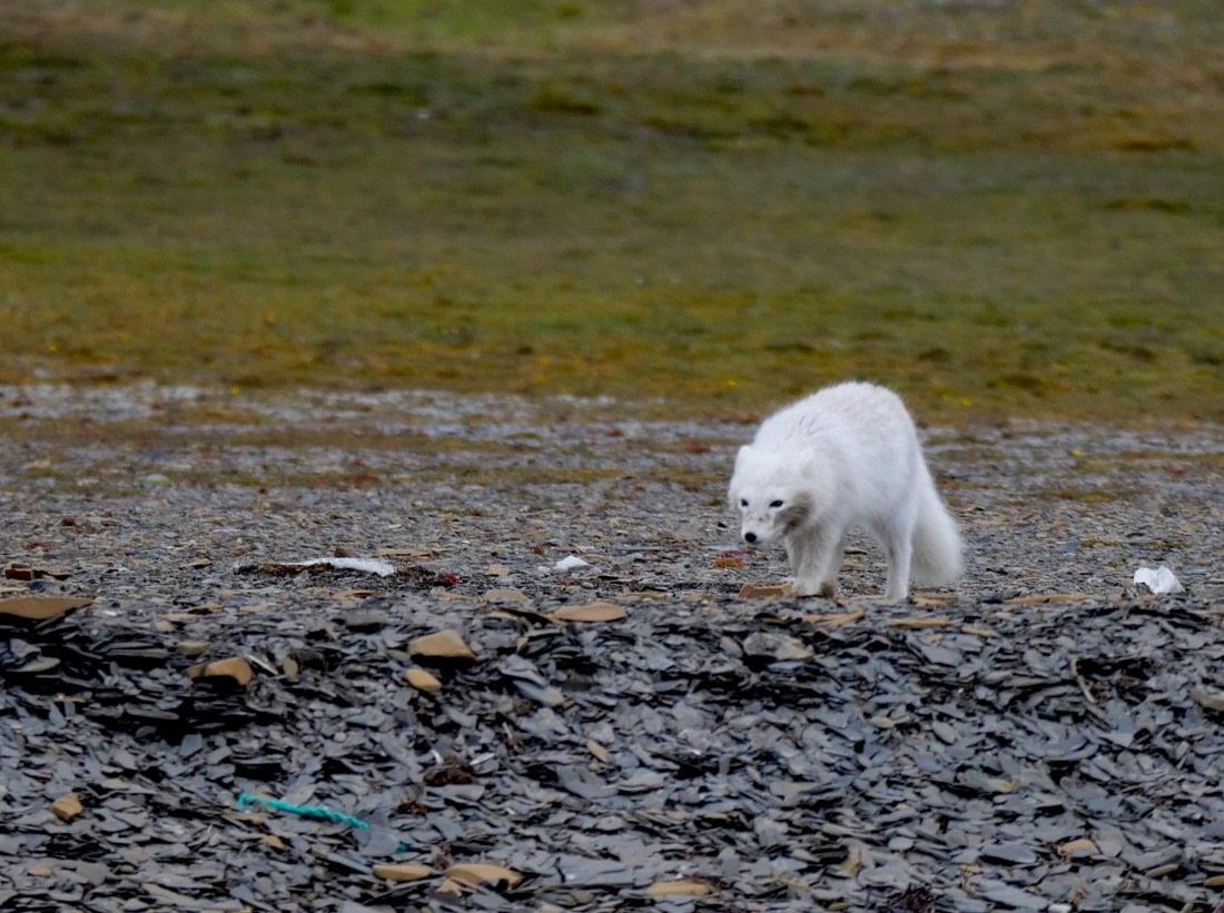 OTL09-25, Day 7, Arctic Fox1 15th August 2025 © Unknown photographer - Oceanwide Expeditions.JPG