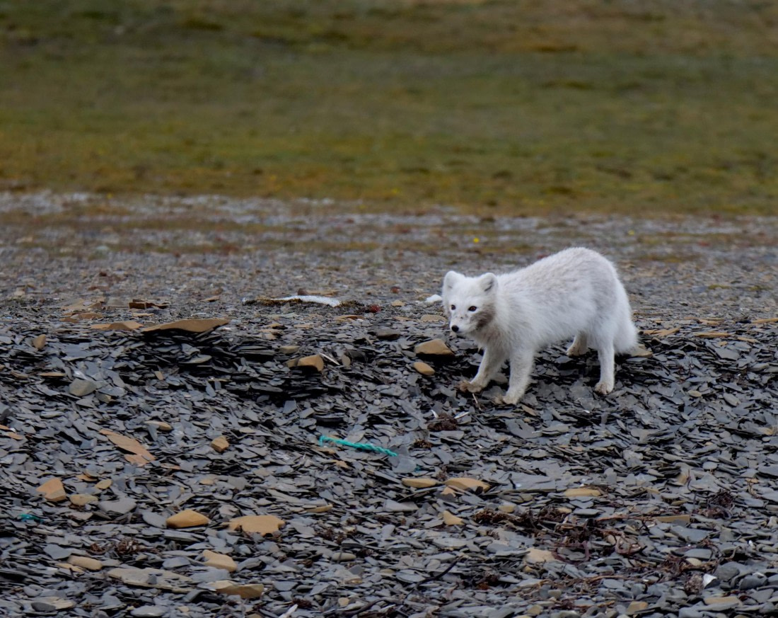 OTL09-25, Day 7, Arctic Fox2 15th August 2025 © Unknown photographer - Oceanwide Expeditions.JPG
