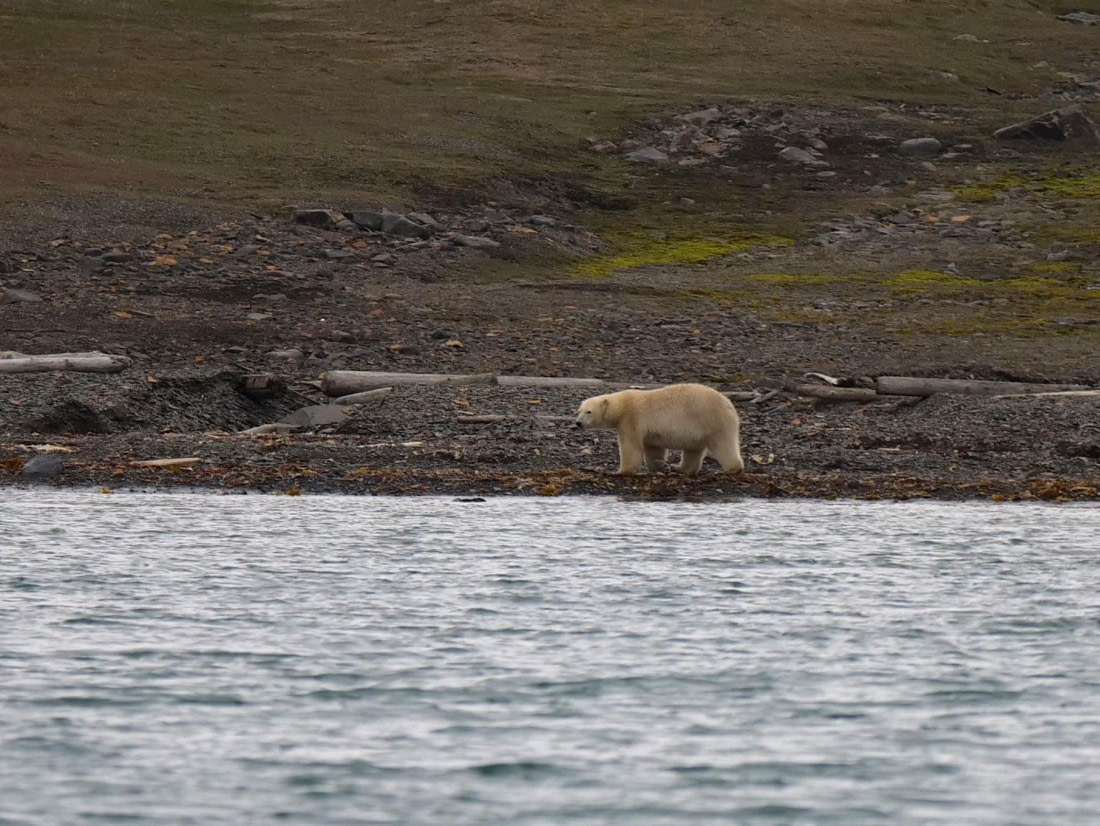 OTL09-25, Day 7, Polar Bear1 15th August 2025 © Unknown photographer - Oceanwide Expeditions.JPG