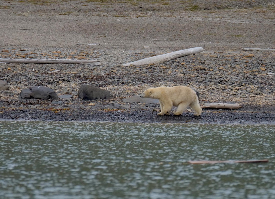 OTL09-25, Day 7, Polar Bear4 15th August 2025 © Unknown photographer - Oceanwide Expeditions.JPG