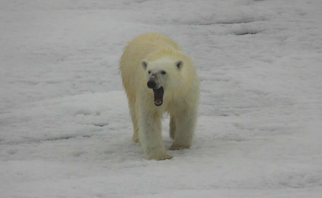 Polar bear on the pack ice 81°N
