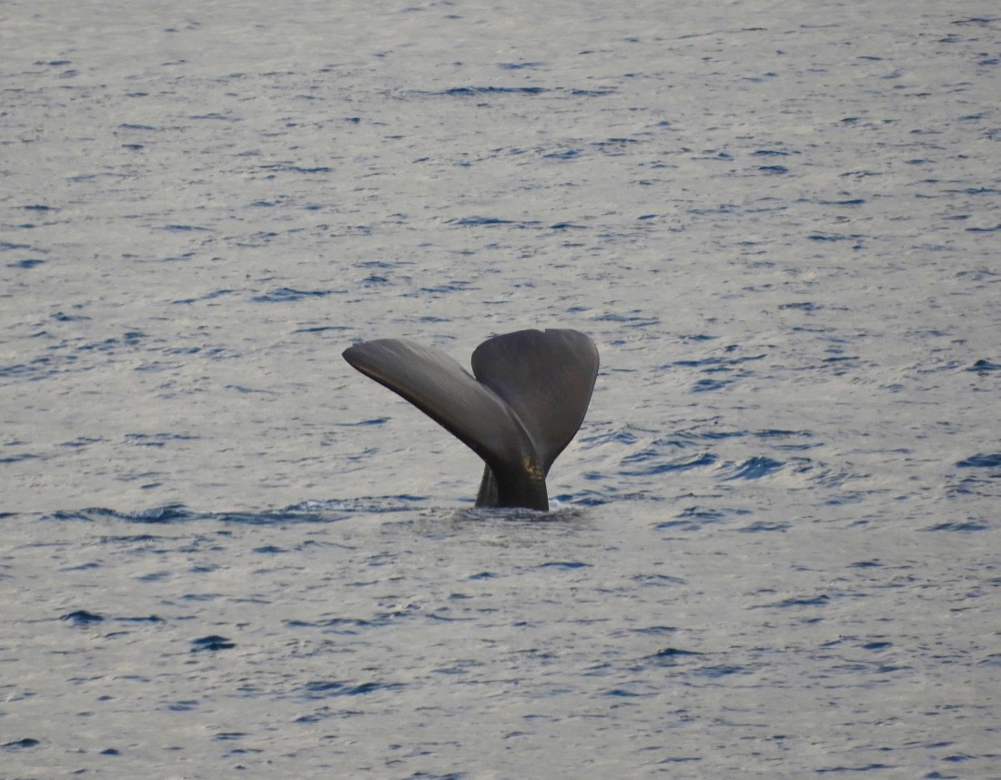 A unique encounter: Sperm Whales at Isfjorden!
