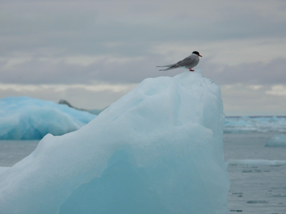 Arctic tern on iceberg at Monacobreen