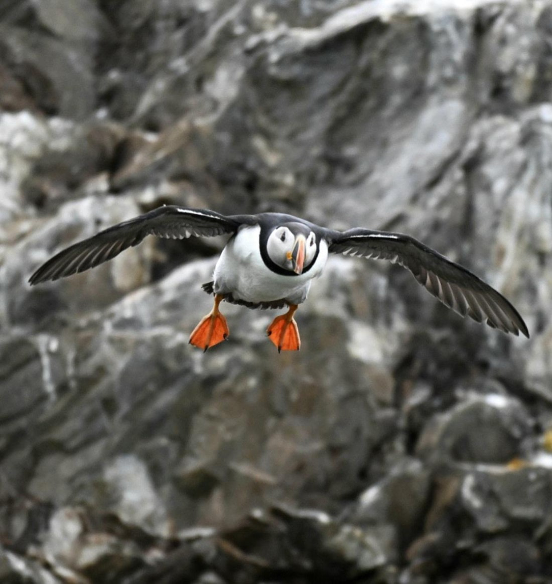 Flying puffin