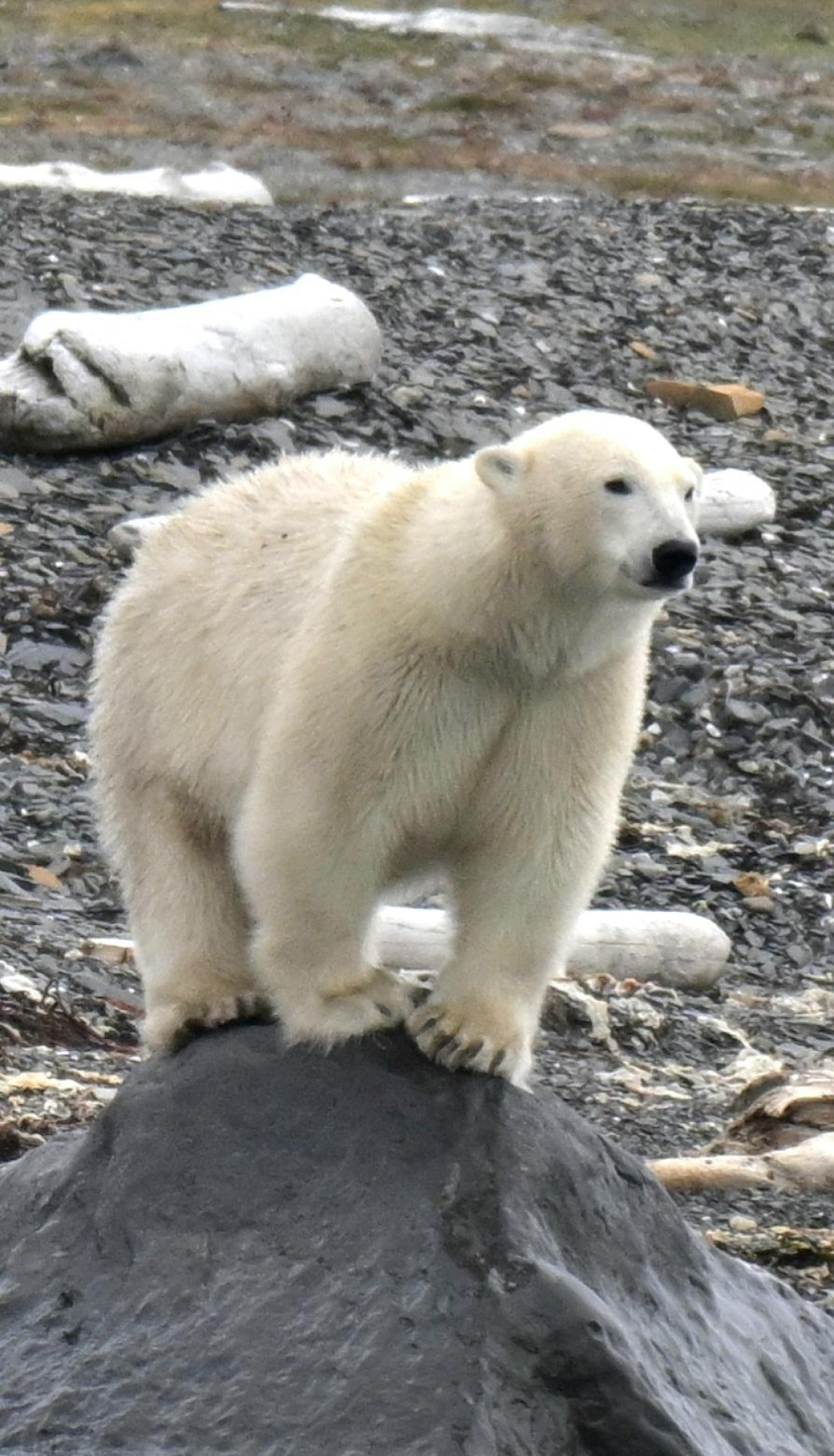 Polar bear rock steeds.