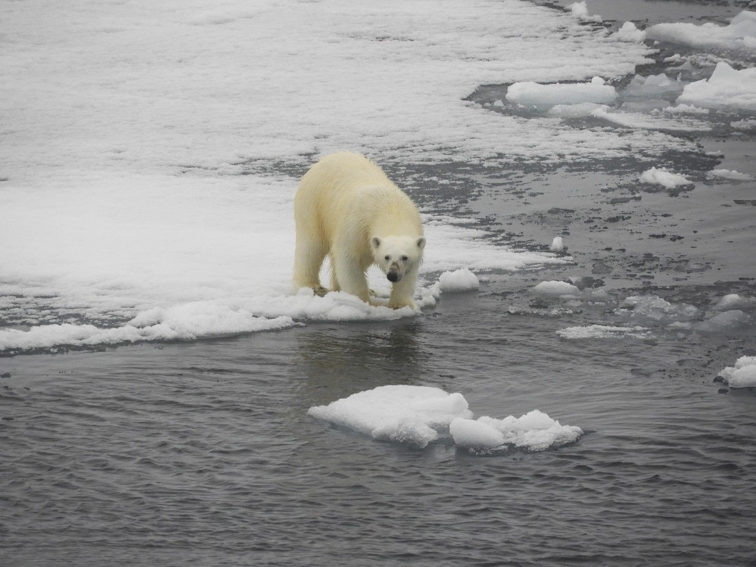 Polar bear on the pack ice
