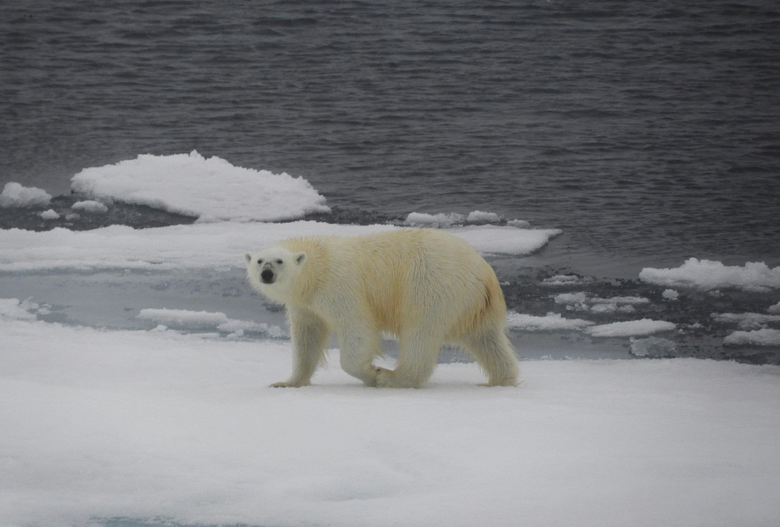 Polar bear on the pack ice 81°N
