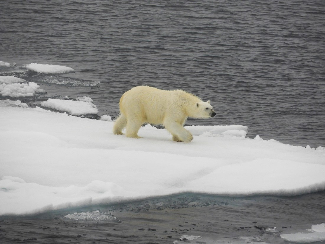 Polar bear on the pack ice 81°N