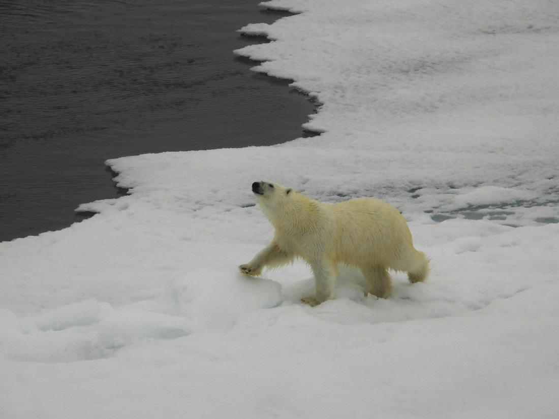 Sniffing polar bear at 81°N