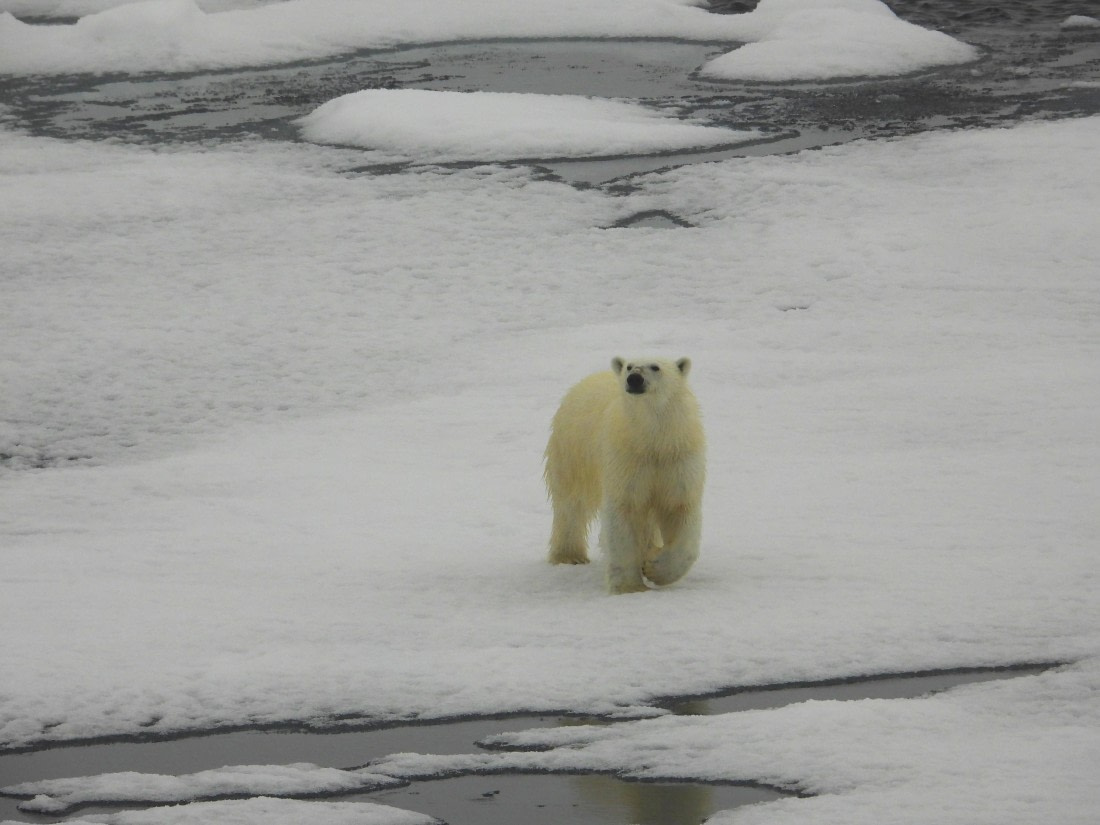 Hello there polar bear!