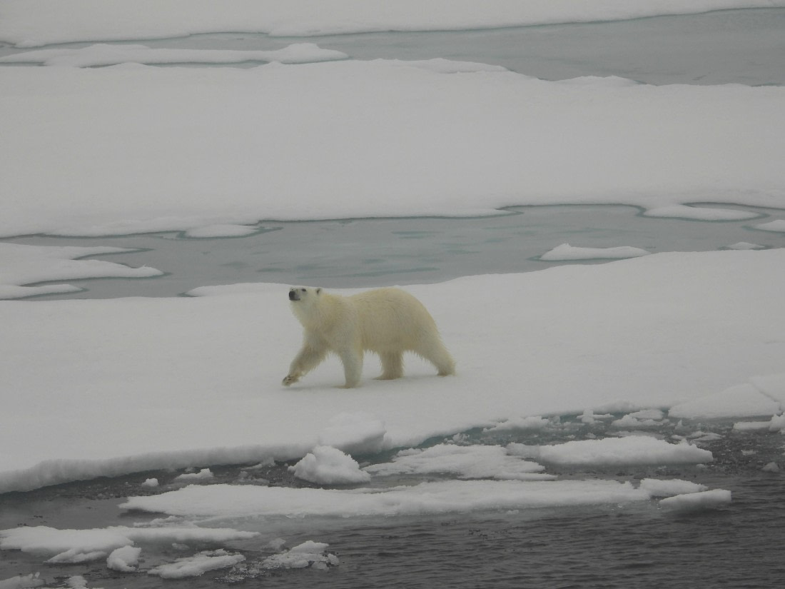 Polar bear in a beautiful icy landscape