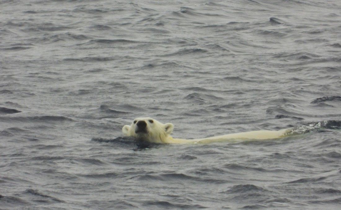 Swimming polar bear