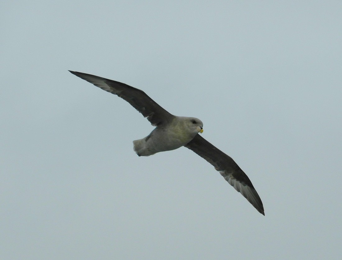 Northern fulmar