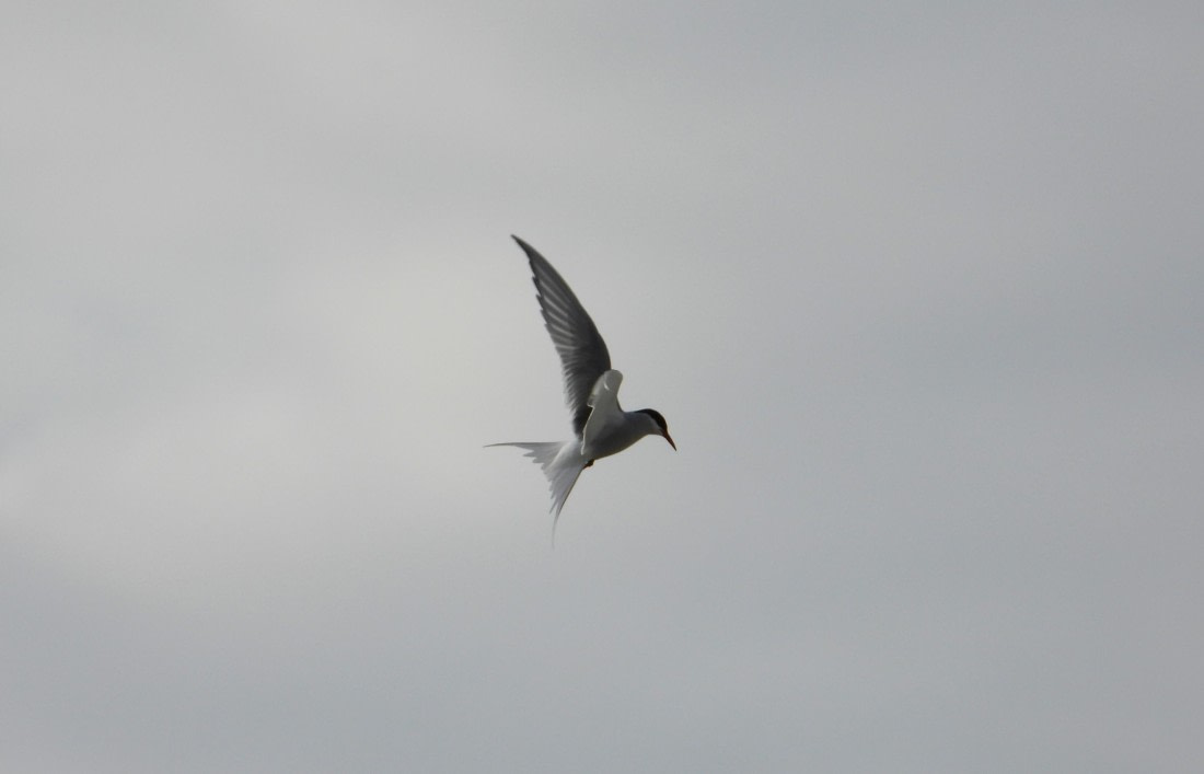 Arctic Tern