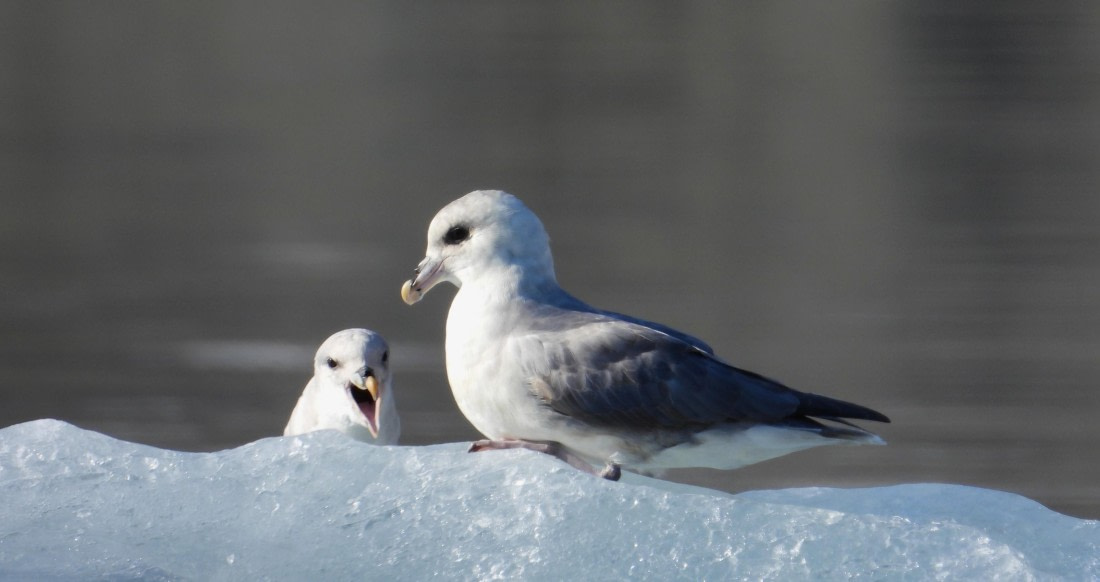 Fulmars on ice