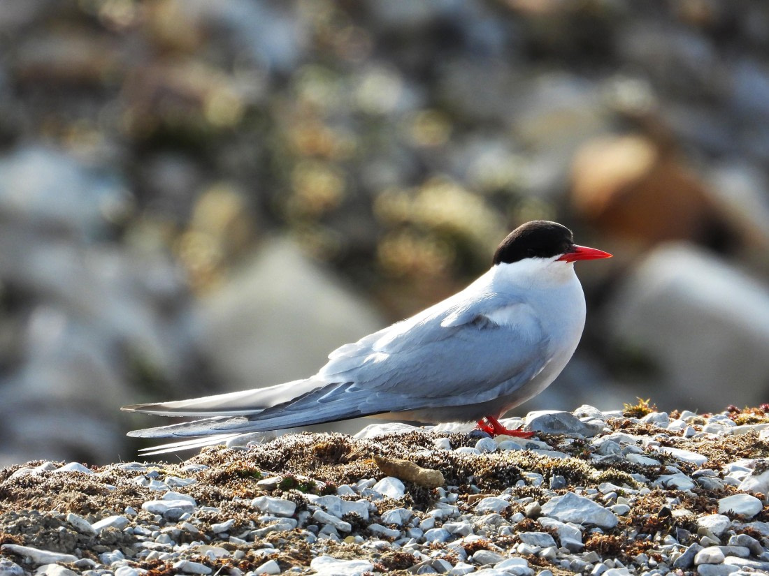 Arctic Tern