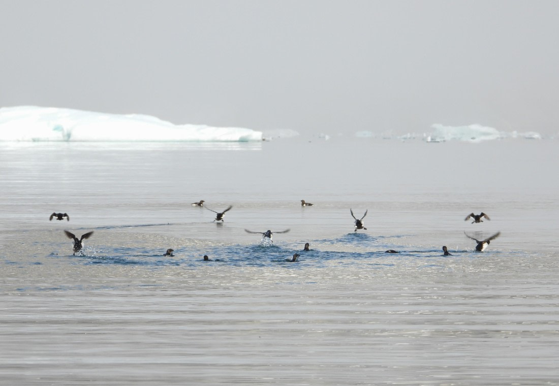 Black Guillemots