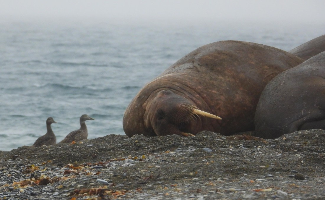 Curious Eiders joining a sleepy walrus at Poolepynten.