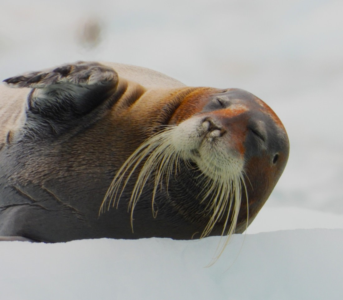 Hello bearded seal!