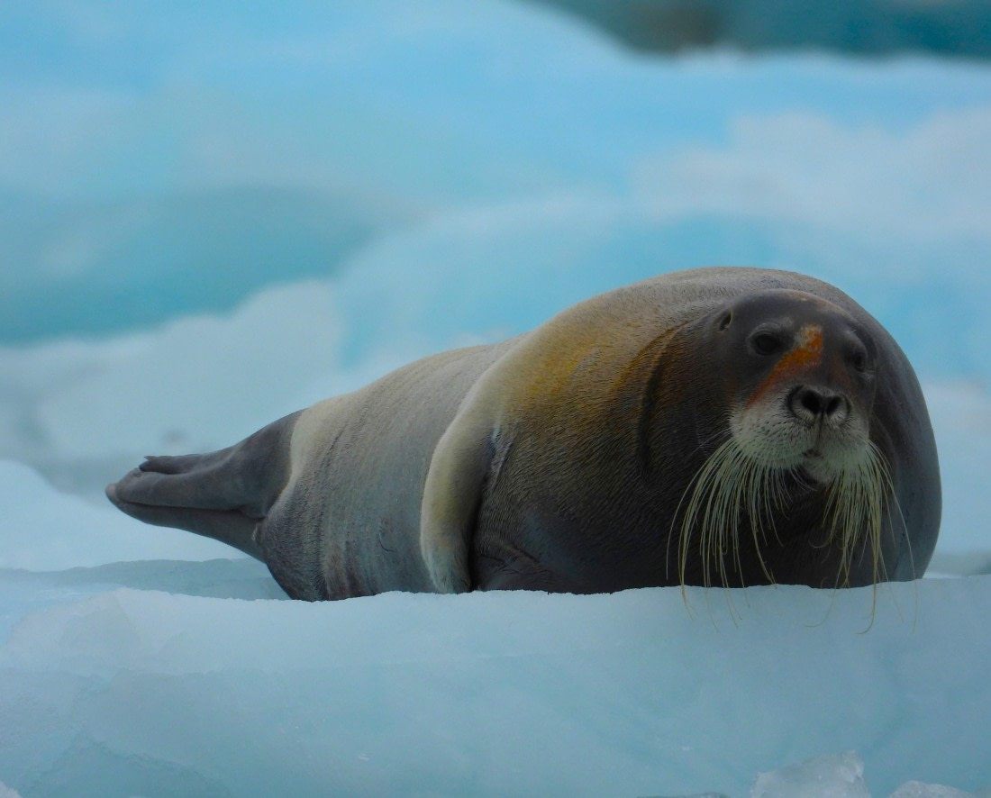 Bearded seal on ice at Monacobreen