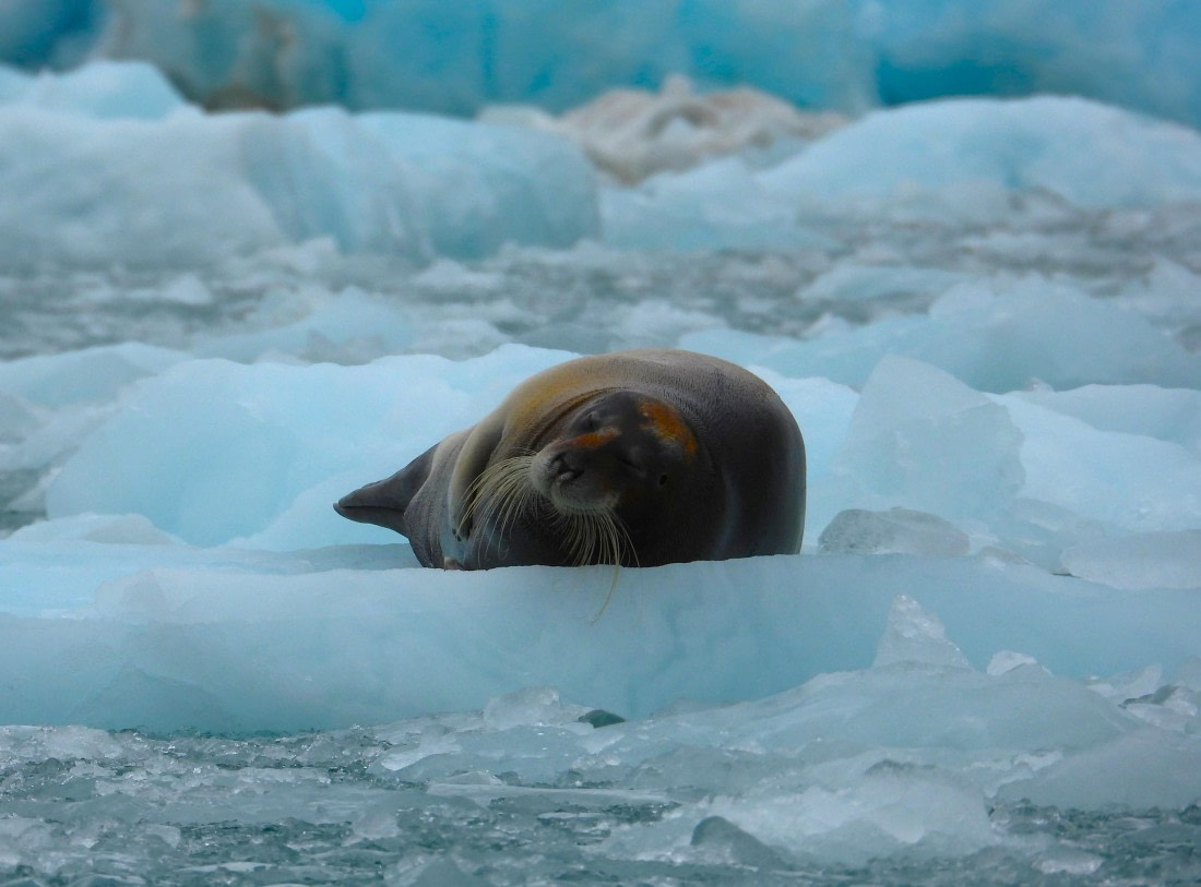 Bearded seal on ice at Monacobreen