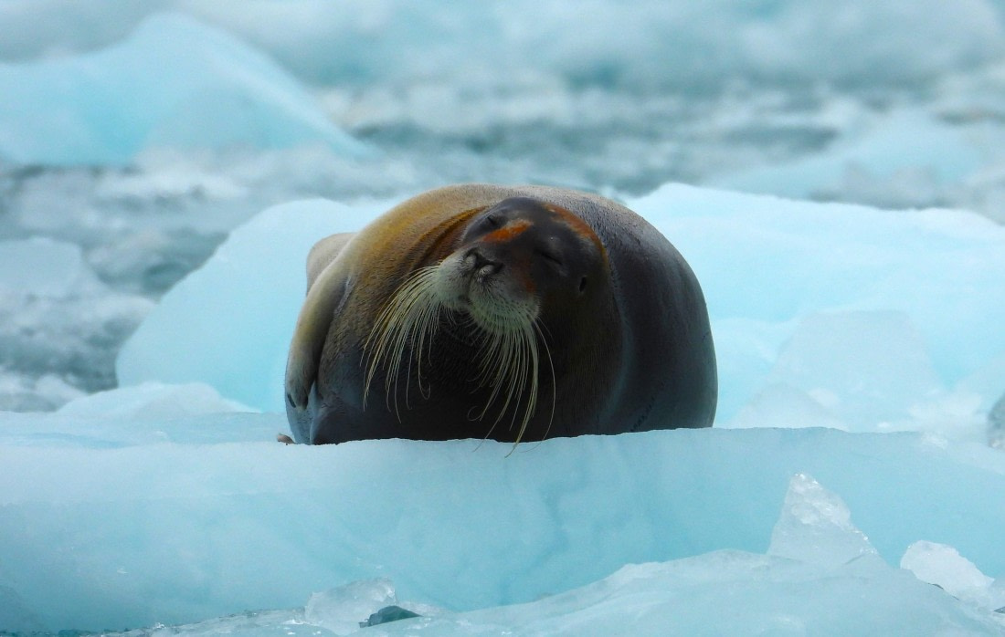 Bearded seal on ice at Monacobreen
