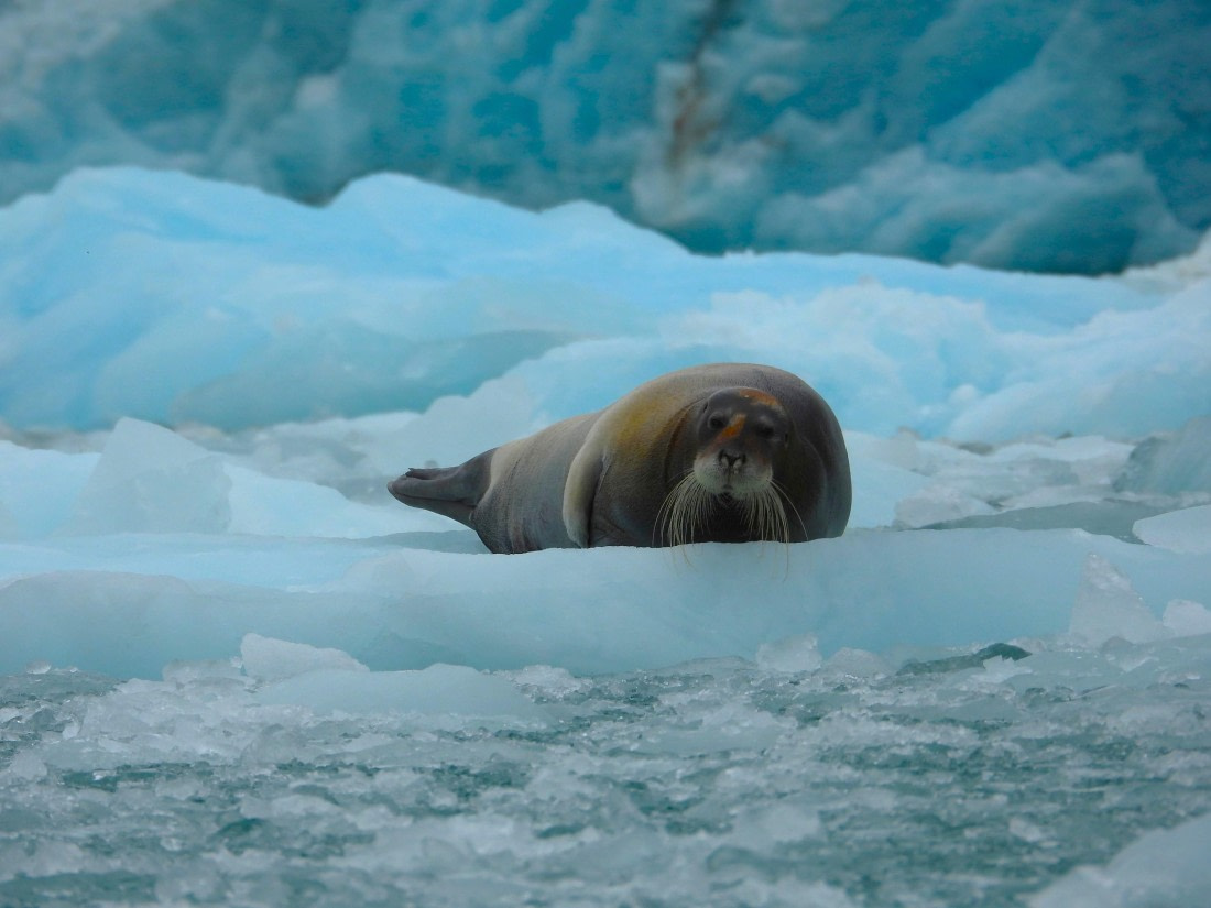 Bearded seal on ice at Monacobreen