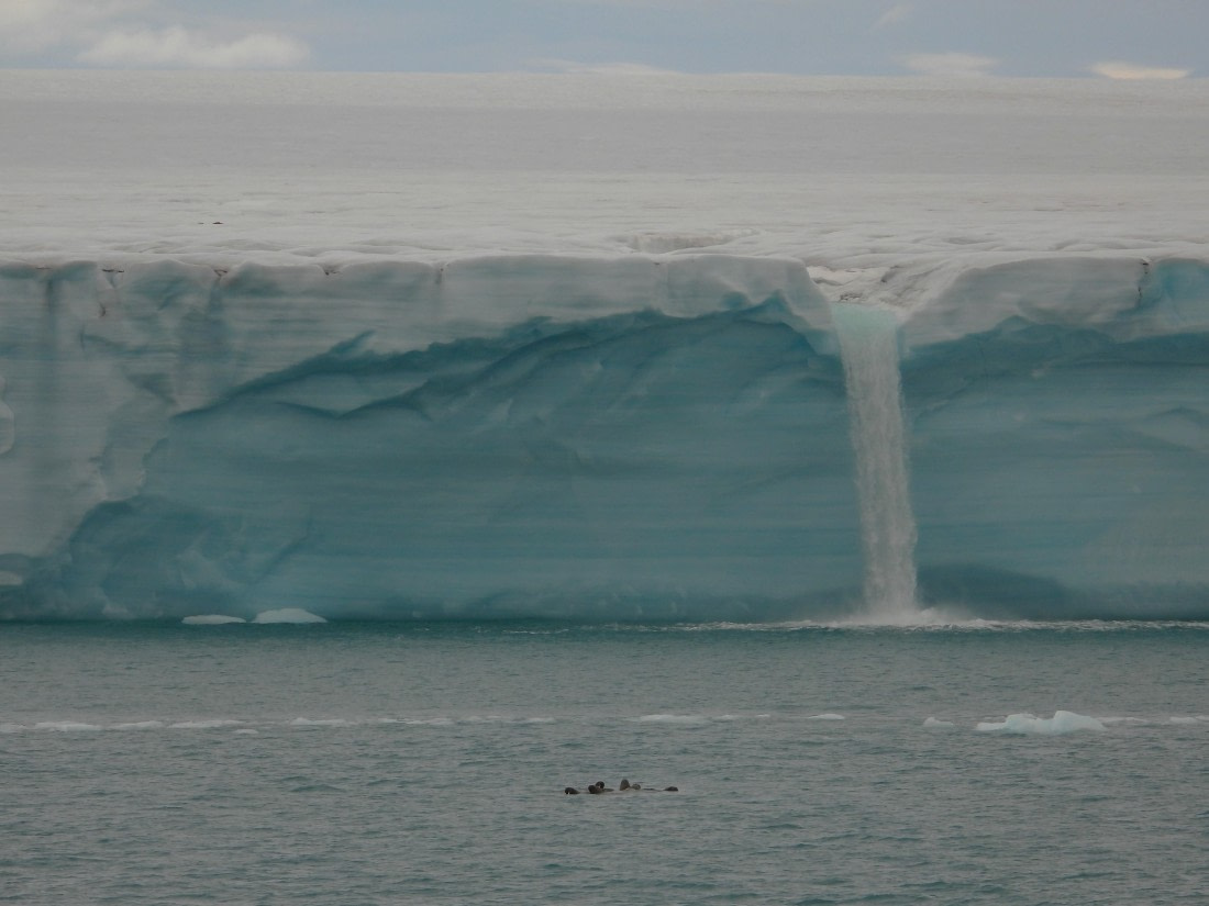 Walruses in front of Bråsvellbreen glacier