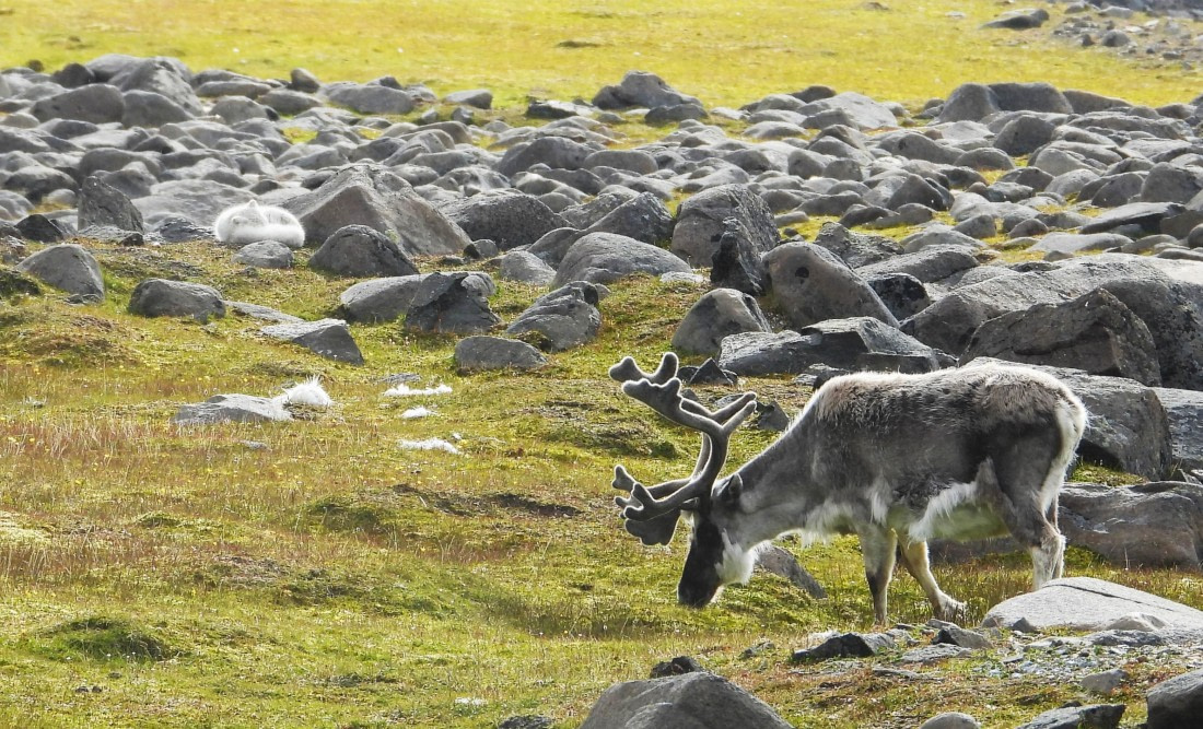 Reindeer and sleeping Arctic Fox at Sundneset