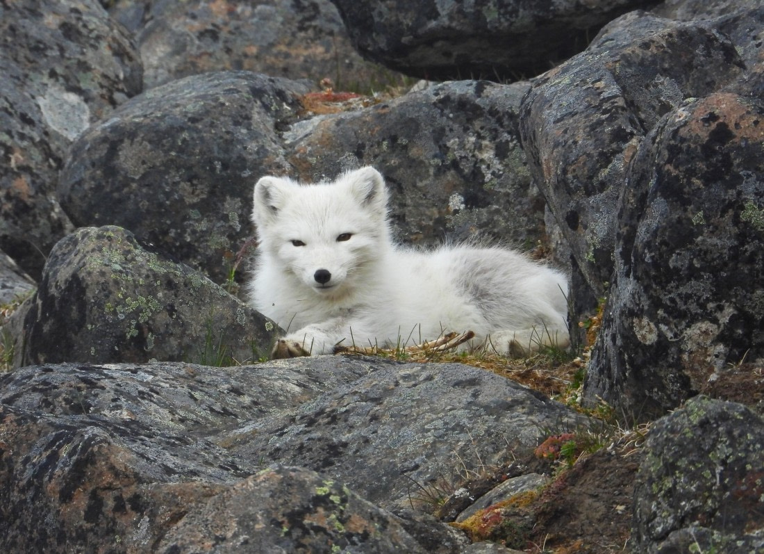 Beautiful Arctic Fox encounter at Sundneset