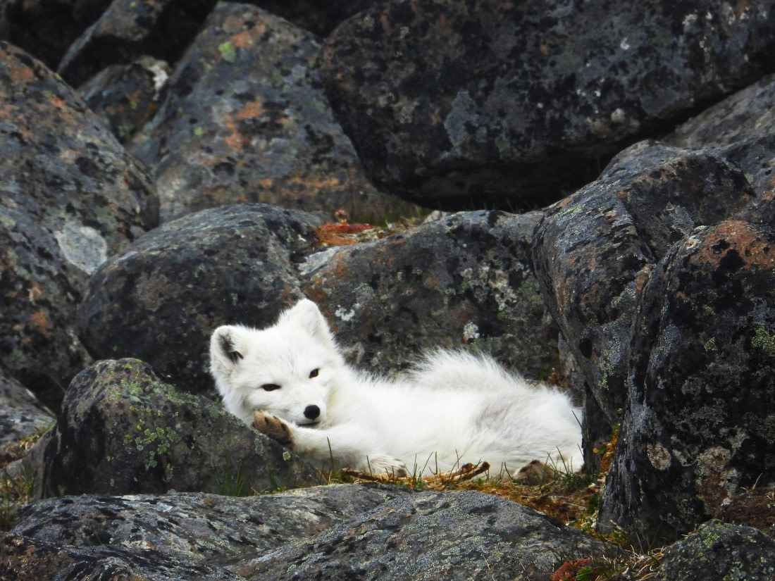 Arctic Fox at Sundneset