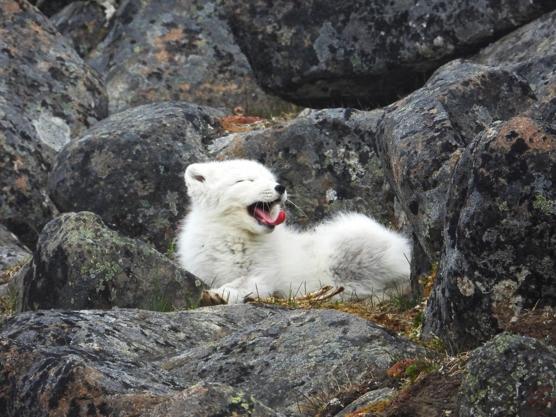 Arctic Fox at Sundneset