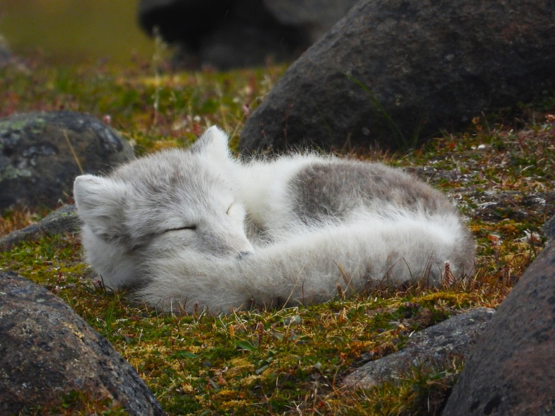 Sleeping Arctic Fox at Sundneset