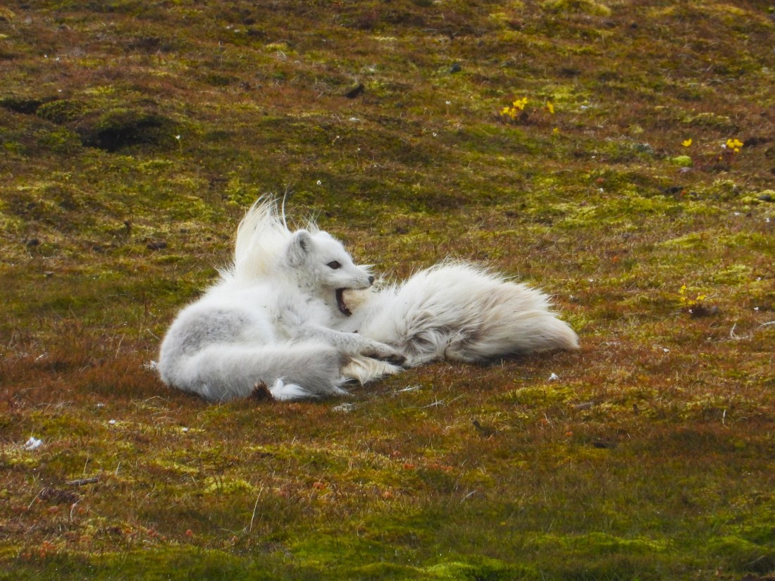 Arctic fox lying on a reindeer pelt.