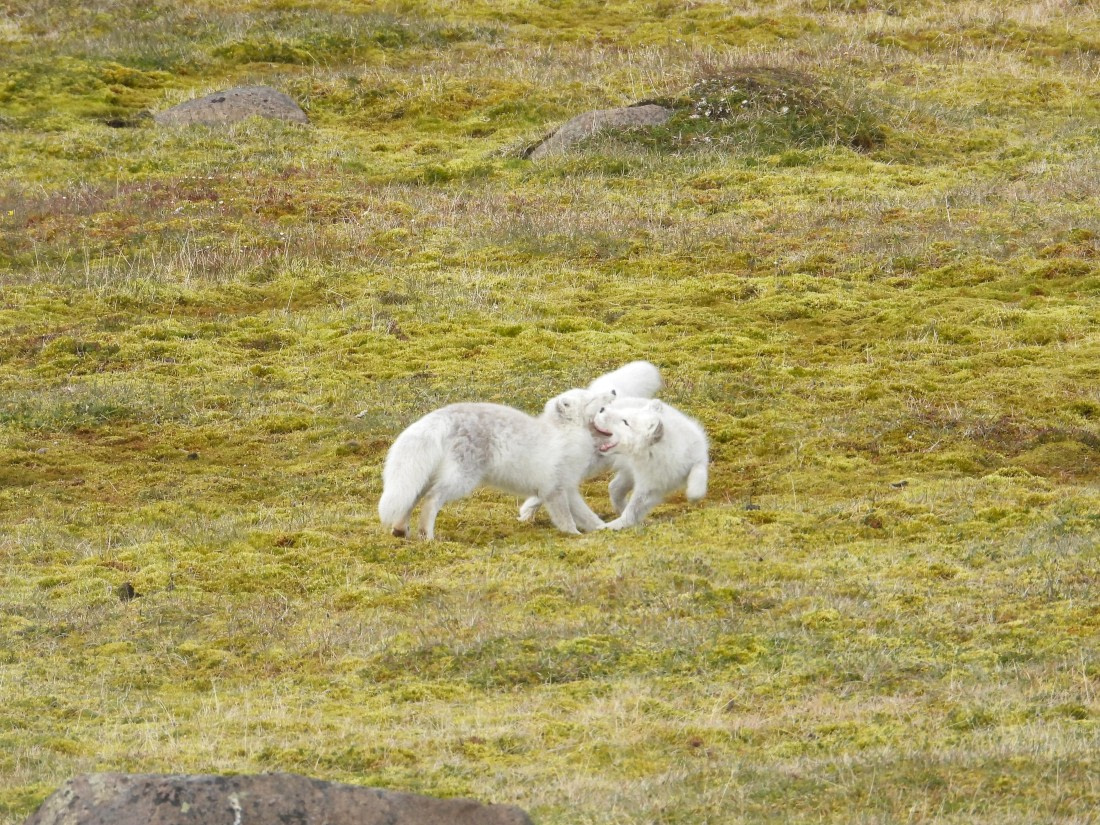 Two Arctic foxes playing together at Sundneset