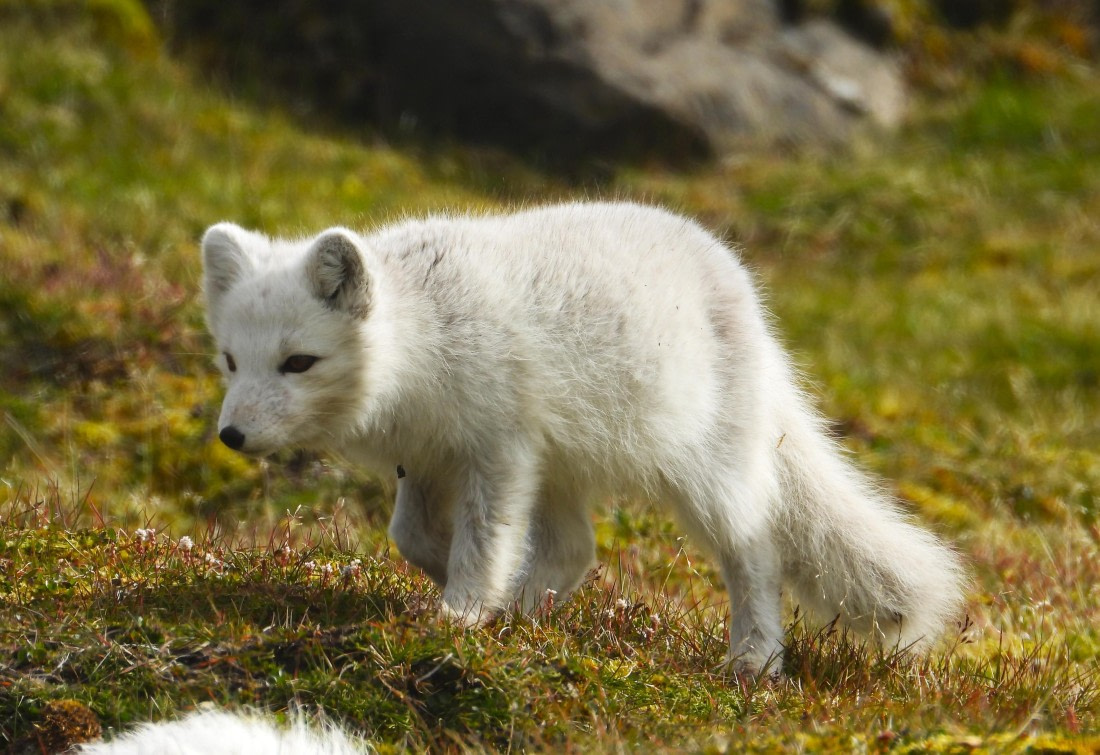 Fluffy Arctic fox at Sundneset