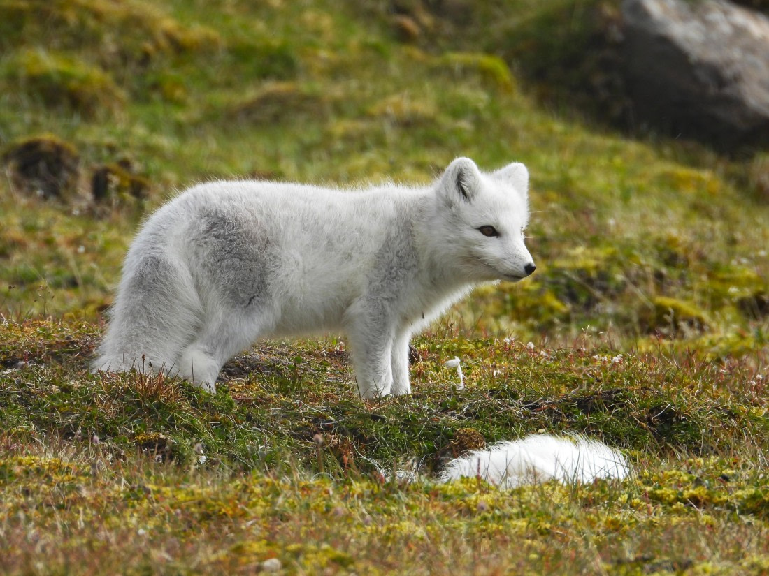 Arctic fox