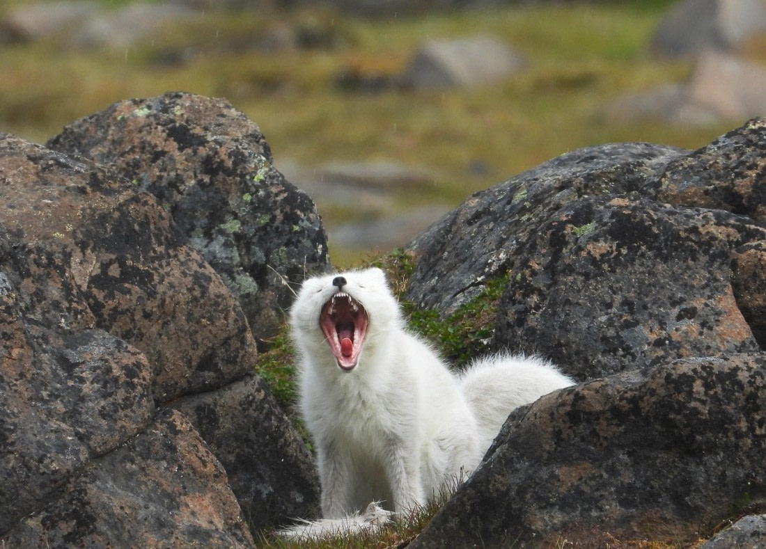 A wild call to the wilderness.