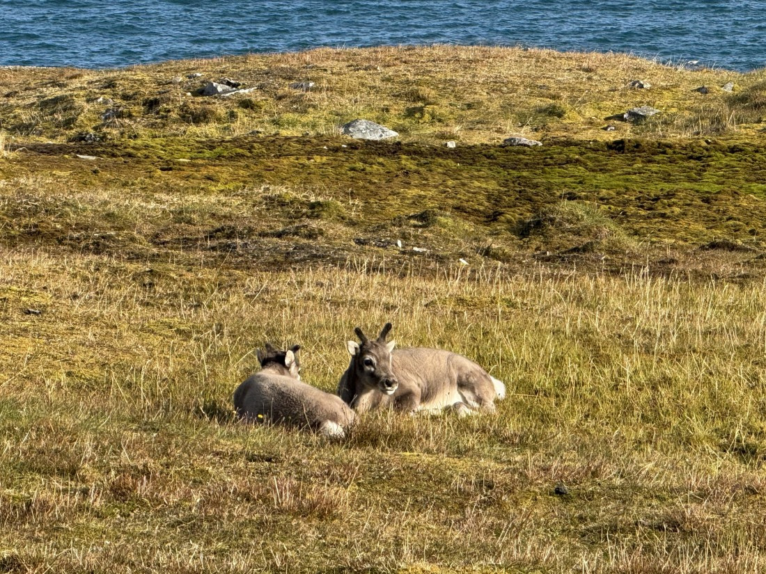 Reindeers on a hillside