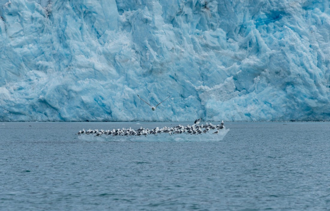 Seabirds and Monaco Glacier