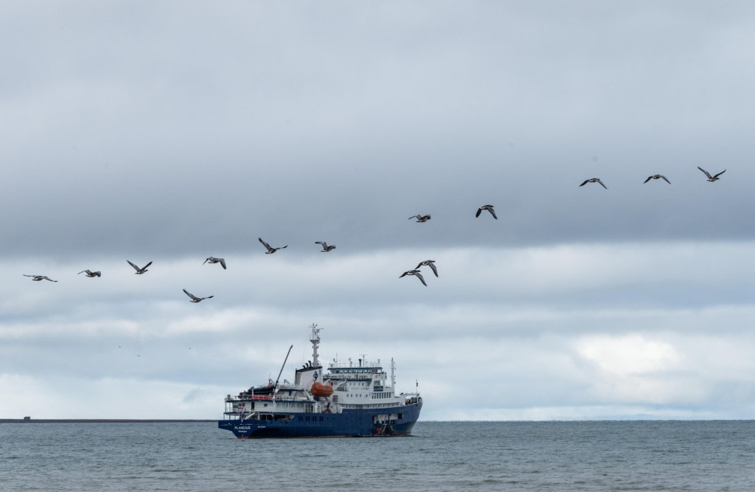 Geese flying over the ship